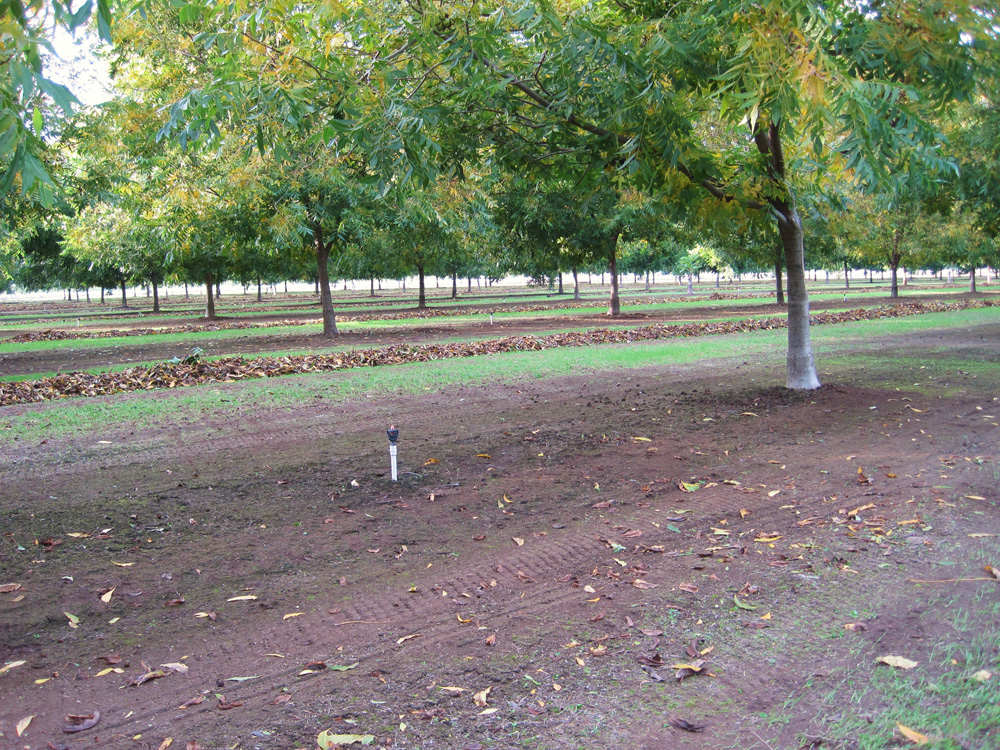 Walnuts-3.jpg