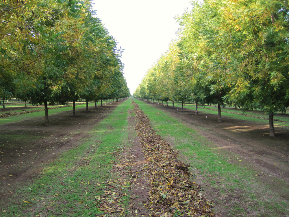 Walnuts-4.jpg
